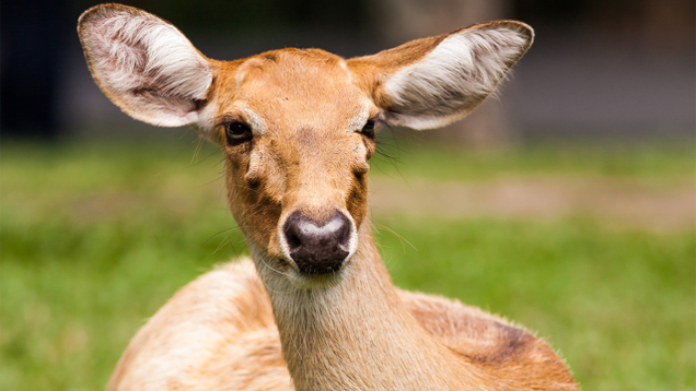 Illustration for article titled 16 Goddamn Deer I Accidentally Hit On My Way Out Of The Movie Theater Parking Lot